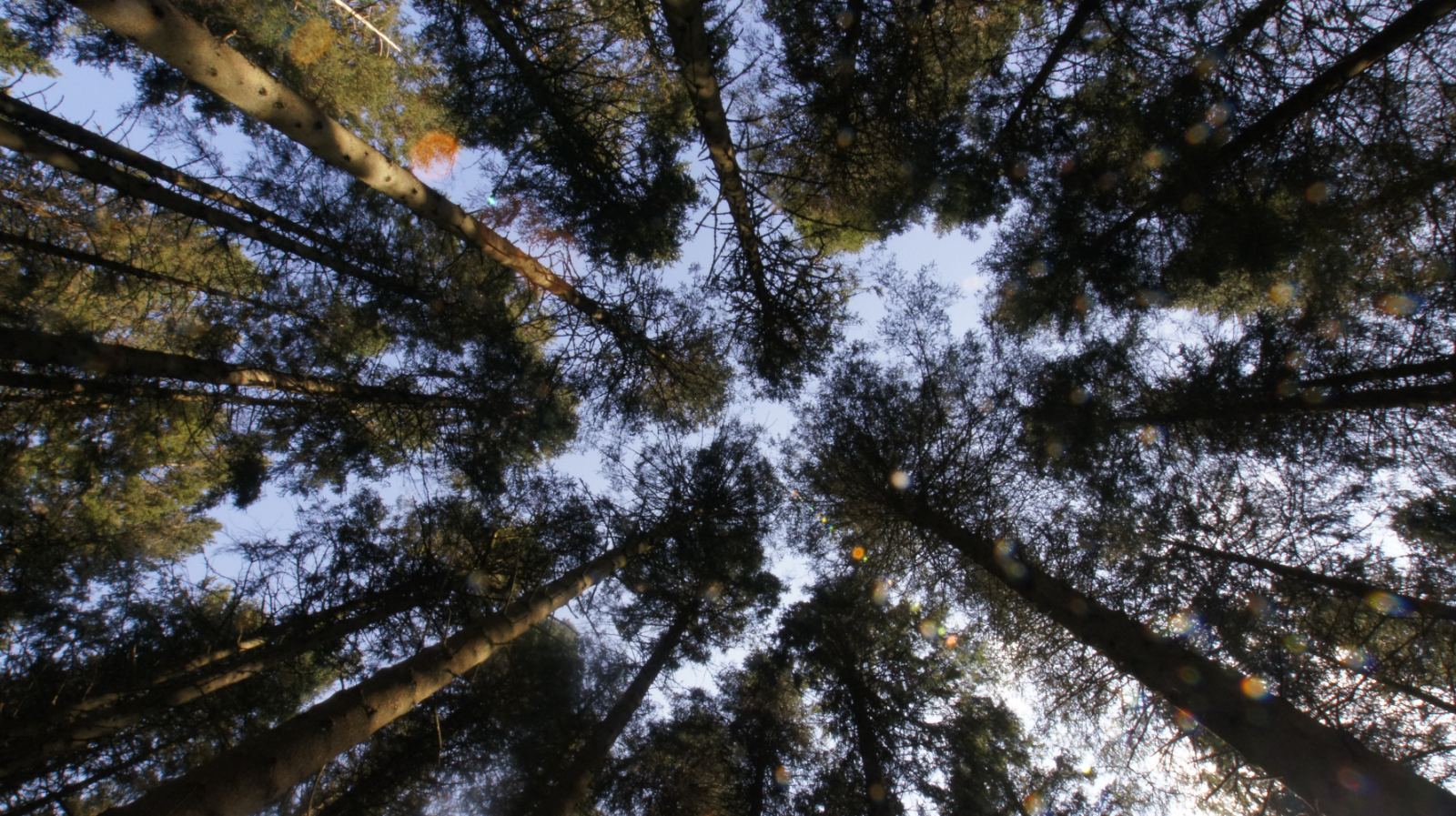 looking straight up at conifer treetops