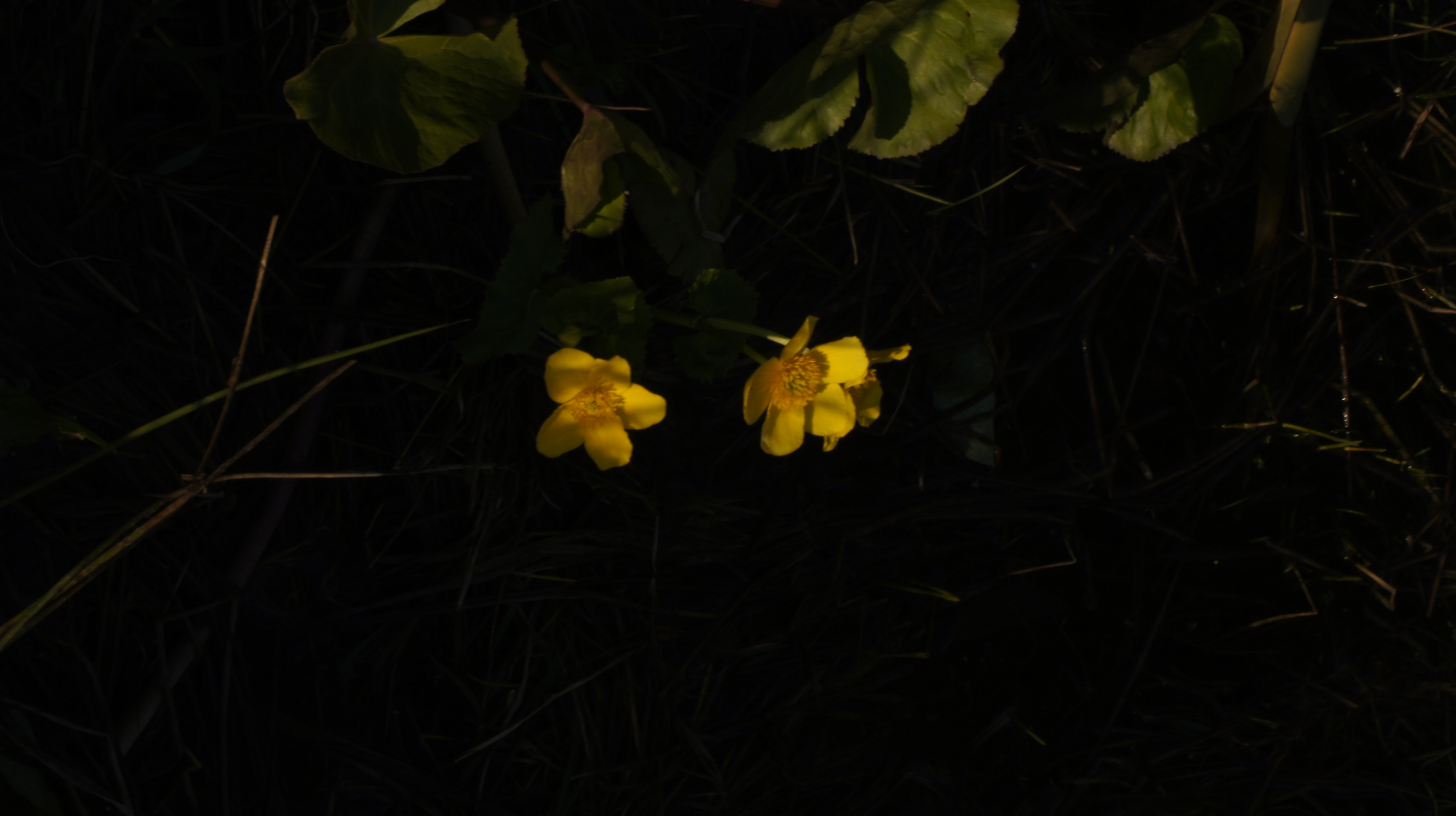 two yellow flowers glowing in low evening light