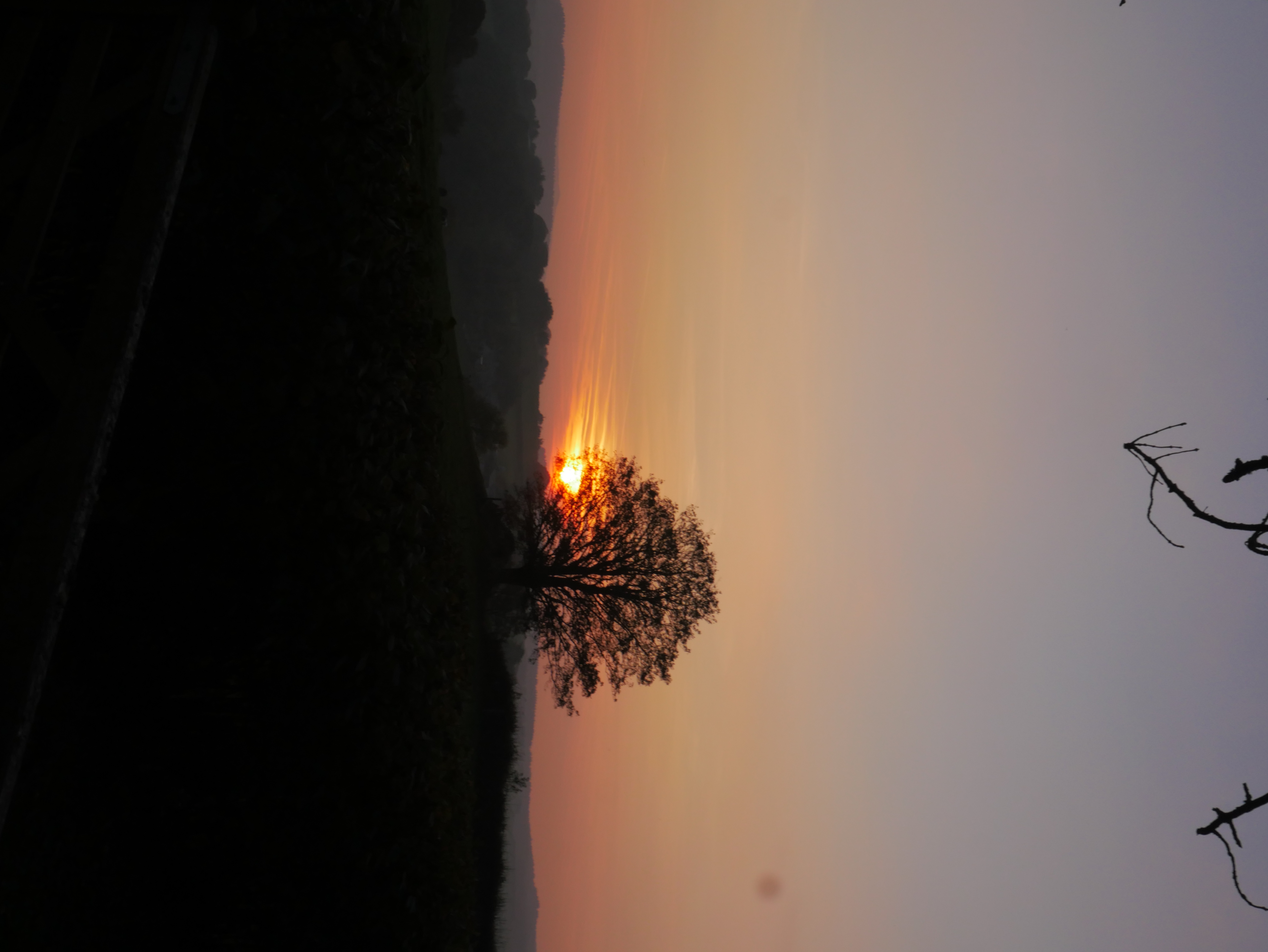 a lone tree silhouetted against an orange sunset