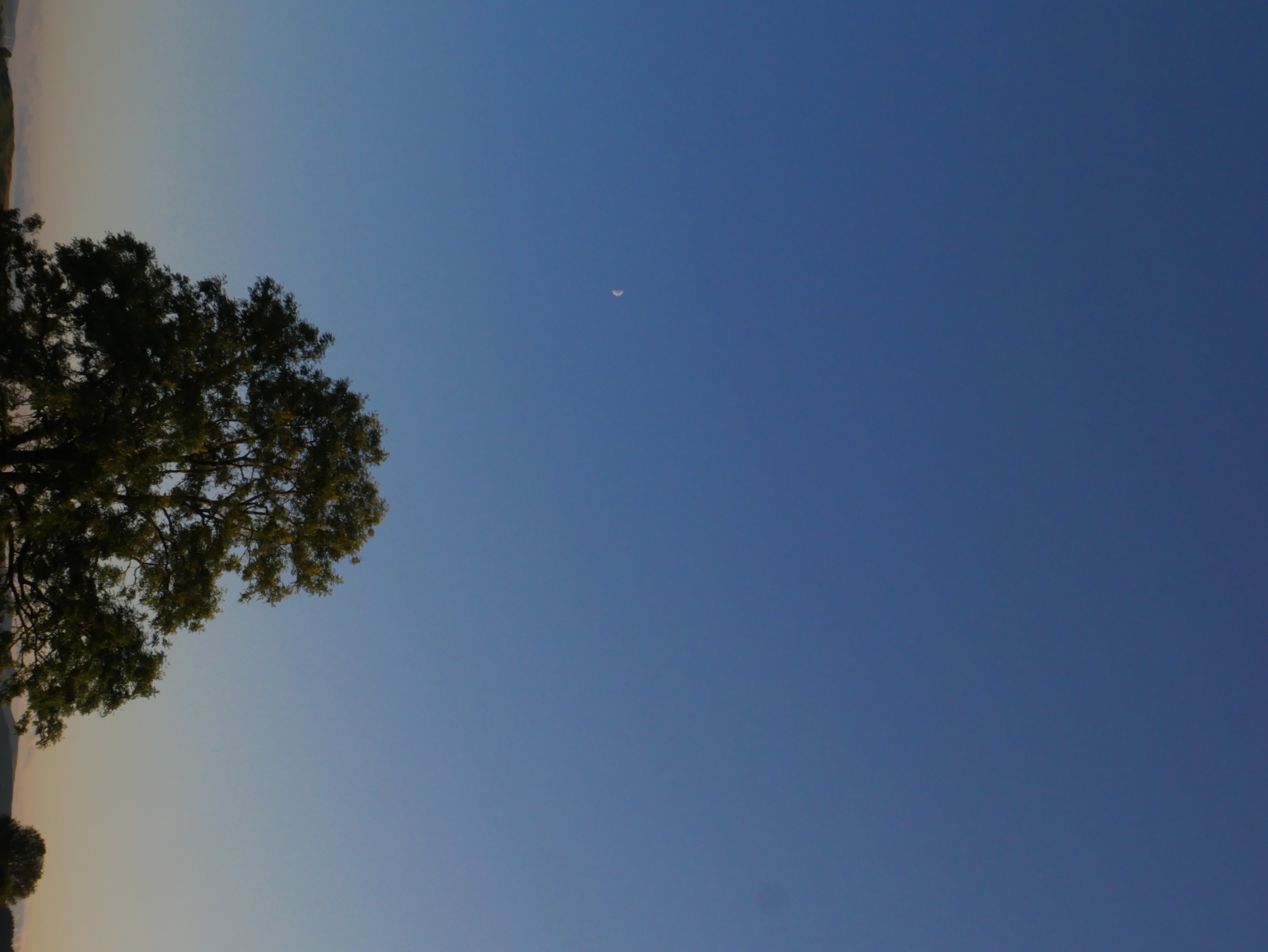 a single tree at dusk with a tiny crescent moon in a deep blue sky